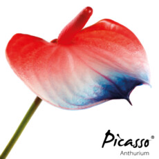 picasso-close-frankrijk