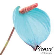 picasso-close-ibiza