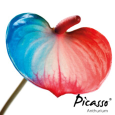 picasso-close-nederland