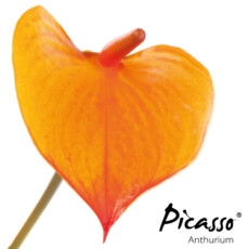 picasso-close-orange