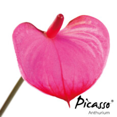 picasso-close-pink