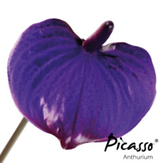 picasso-close-purple