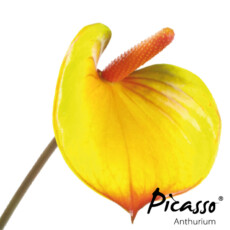 picasso-close-yellow
