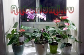 Свет для растений