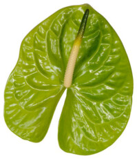 Срезочный сорт антуриума Мидори улучшенный (Midori Improved)