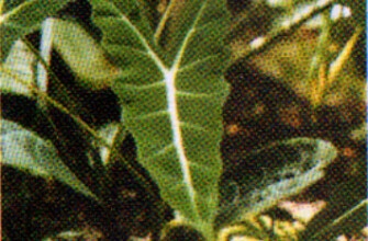 Алоказия капельная — A. guttata N. Е. Brown.