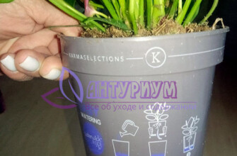 Фитильный полив для антуриума