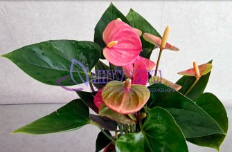 Anthurium Lila Love