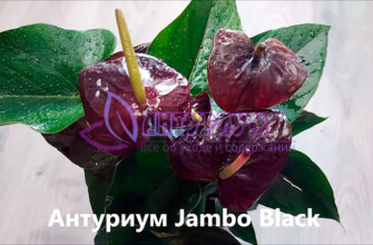 Антуриум Джамбо Блэк