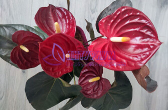 Anthurium Andreanum Delicate