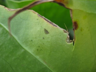 Бактерии Xanthomonas