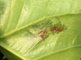 Бактерии Xanthomonas
