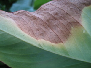 Бактерии Xanthomonas