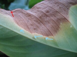 Бактерии Xanthomonas