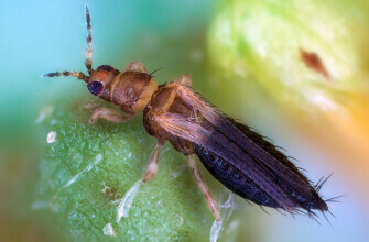 Thrips parvispinus, женская особь